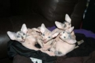 Nap time.. Kittens at 7 weeks old.  