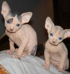 Kittens at 5 weeks. The kittens are growing and getting more active.  