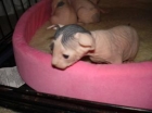 3 Weeks old. The rest of you can sleep but I\'m out of here.