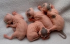 Kittens at 2 weeks old. . 3 males and 1 female.  Growing and getting cuter by the day.