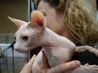 WHAT A SWEET FACE . These cats love to be held and petted.  