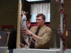 SHOW TIME. This is Blue at the Birmingham Cat Show showing off for the judge.  He placed him as 7th best cat in the whole show.  He has earned his Premier Championship.