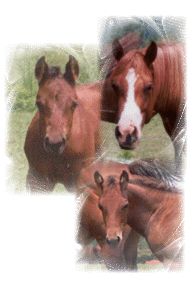 Mares 2011 Mares 2011