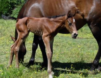 Broodmares Broodmares