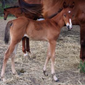Floyd colt