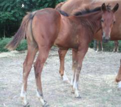 Ellie colt Ellie colt