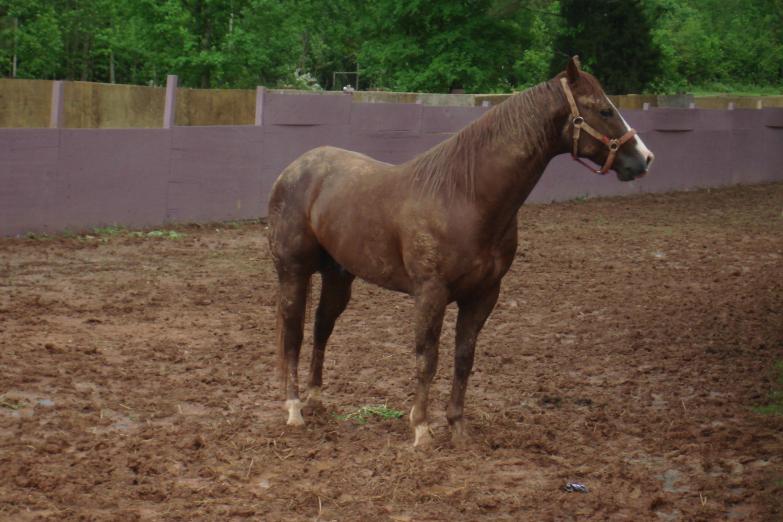 Cowboy