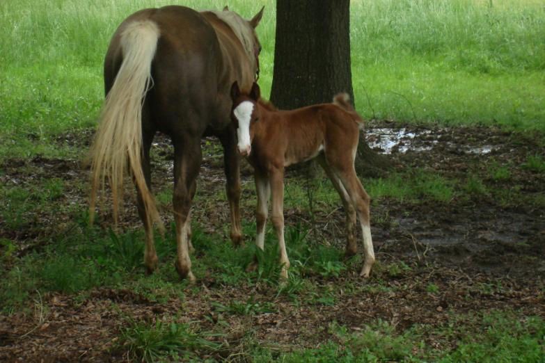 Cowboy filly Cowboy filly