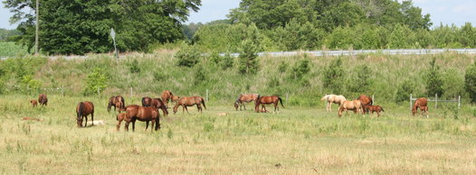 Mares 2011 Mares 2011