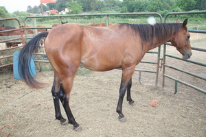 Tom 630