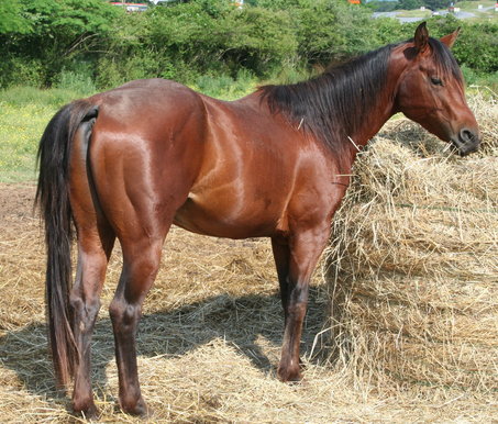 bud 630