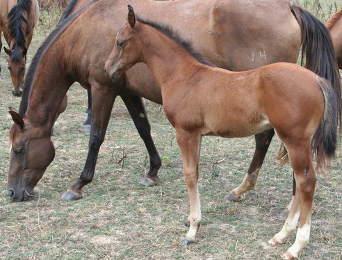 Karens colt