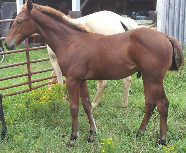 Daisys Colt