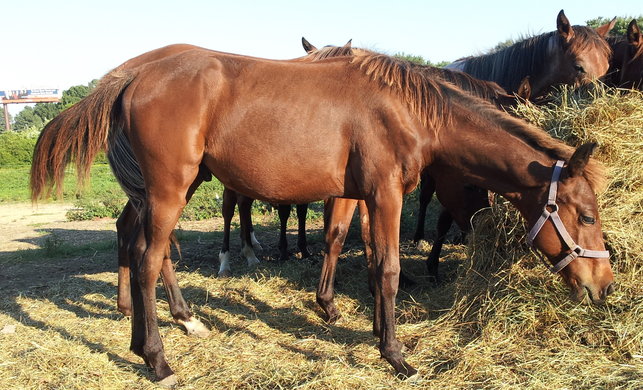 Gingers Colt