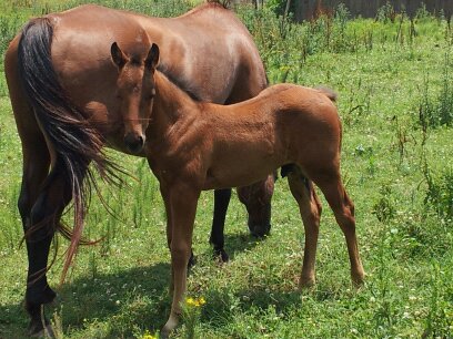 Sugar Colt