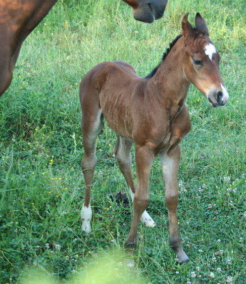 Broodmares