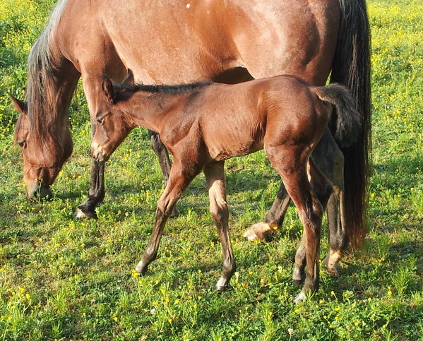 Lena filly