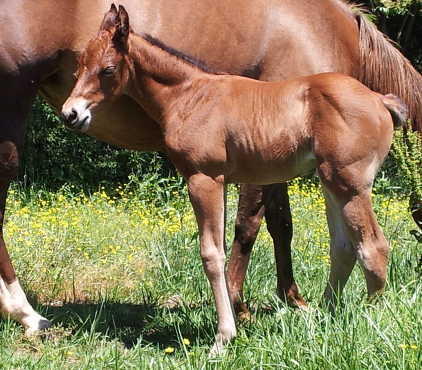 Spice filly 2013