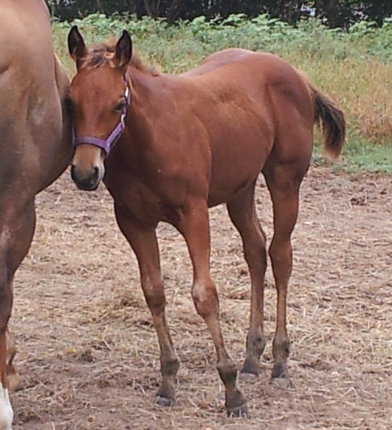 Spice filly